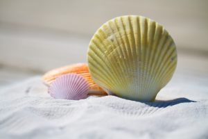 sandy beach colorful shell details